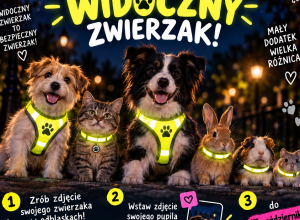 Bezpieczny zwierzak